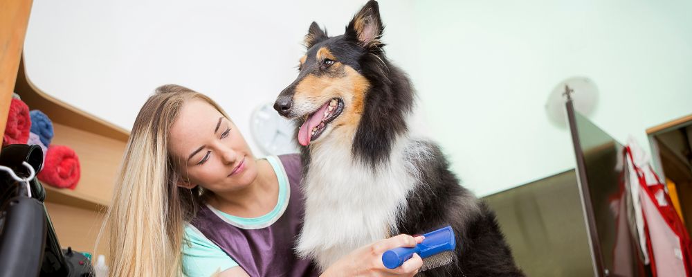 Curso de Peluquería para Perros y Gatos